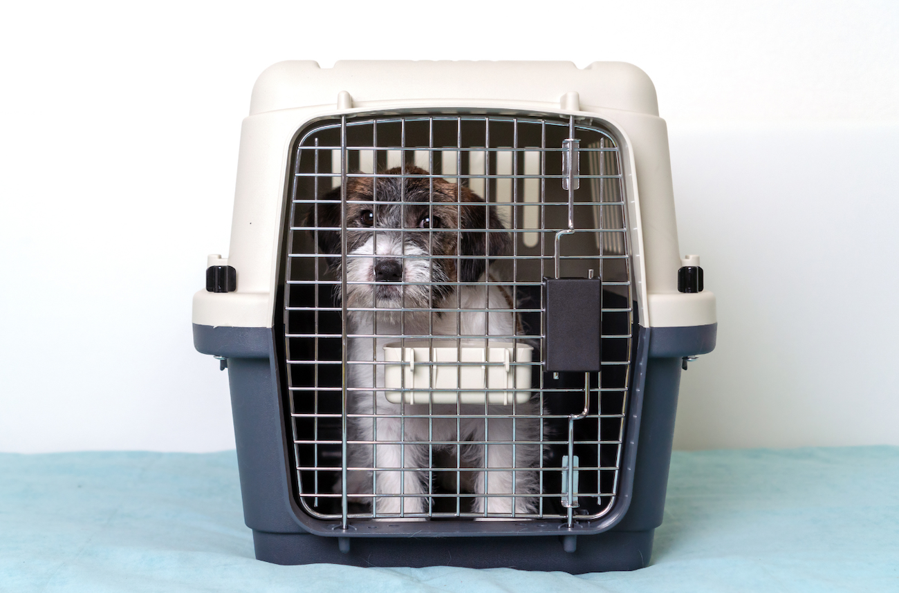 Iata dog crate store calculator